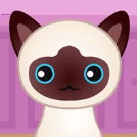 Guess the kitty